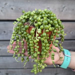 Senecio rowleyanus (Starček) - Ø10 cm, previs 20cm, kont. P11